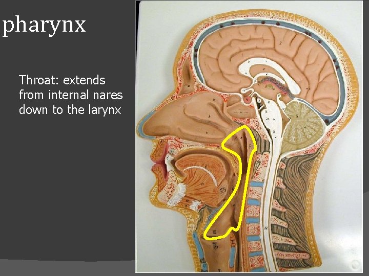 pharynx Throat: extends from internal nares down to the larynx 