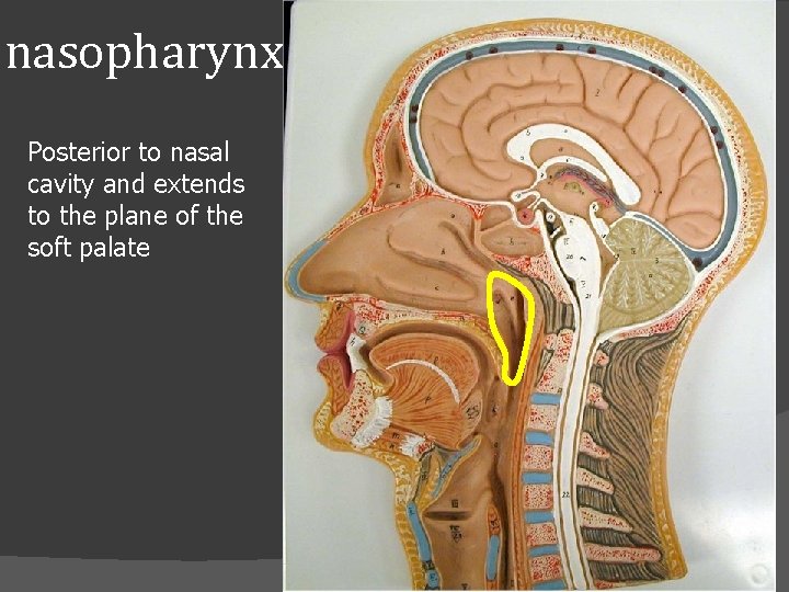 nasopharynx Posterior to nasal cavity and extends to the plane of the soft palate