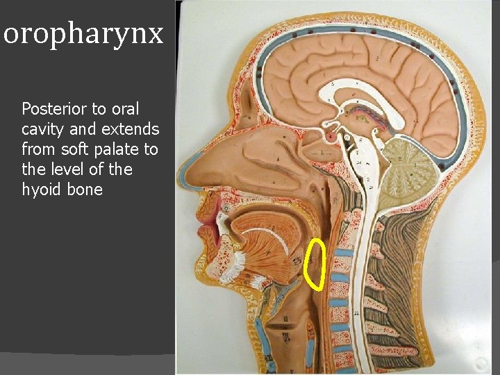 oropharynx Posterior to oral cavity and extends from soft palate to the level of