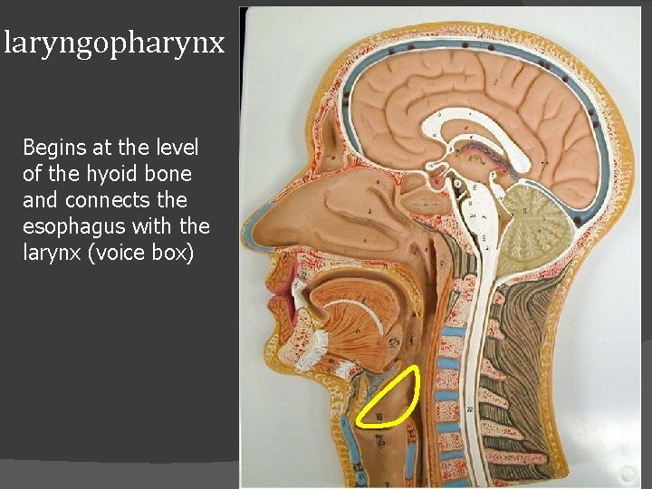 laryngopharynx Begins at the level of the hyoid bone and connects the esophagus with