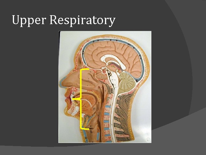 Upper Respiratory 