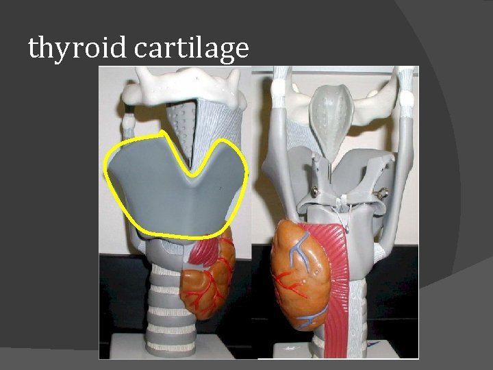 thyroid cartilage 