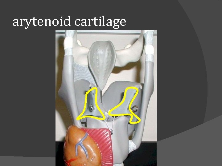 arytenoid cartilage 