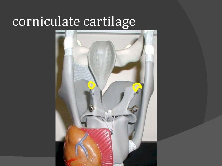 corniculate cartilage 