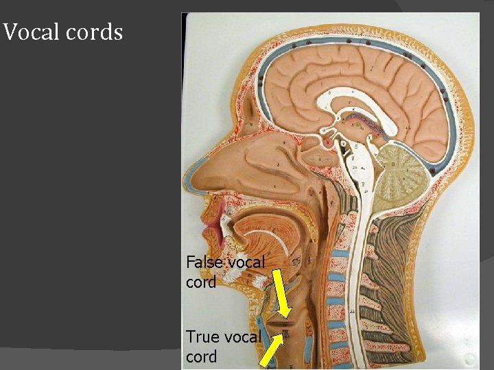 Vocal cords False vocal cord True vocal cord 