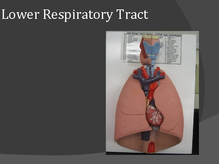 Lower Respiratory Tract 