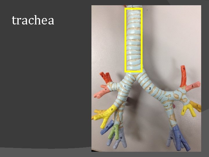 trachea 