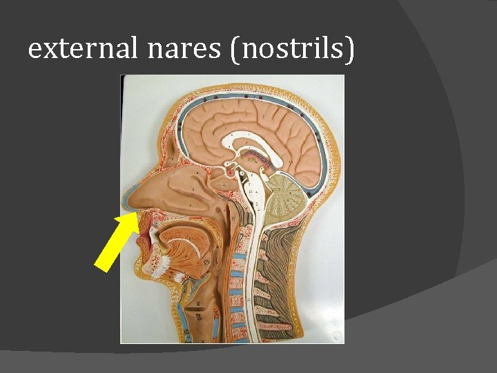external nares (nostrils) 