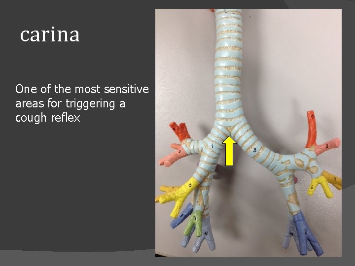 carina One of the most sensitive areas for triggering a cough reflex 