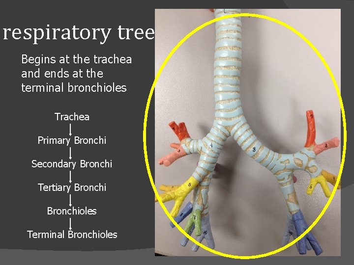 respiratory tree Begins at the trachea and ends at the terminal bronchioles Trachea Primary