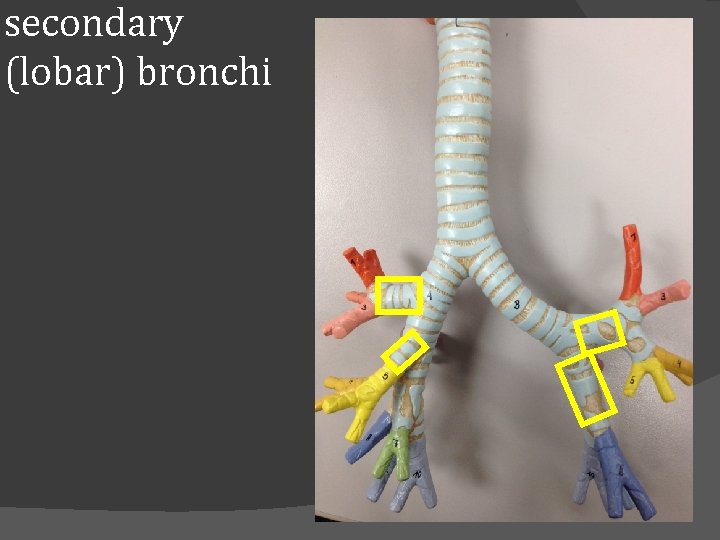 secondary (lobar) bronchi 