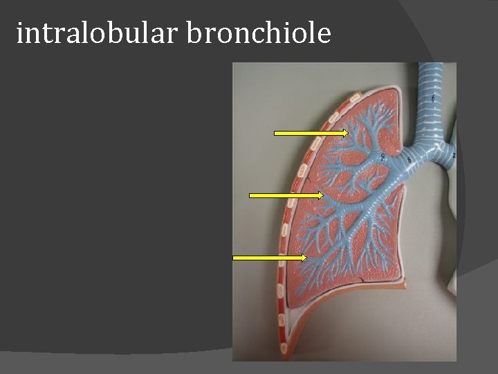 intralobular bronchiole 