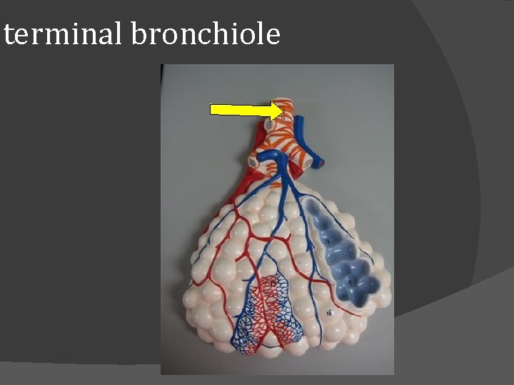 terminal bronchiole 