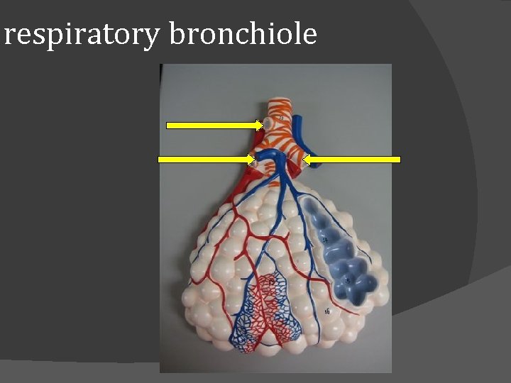 respiratory bronchiole 