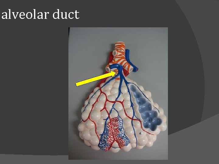 alveolar duct 