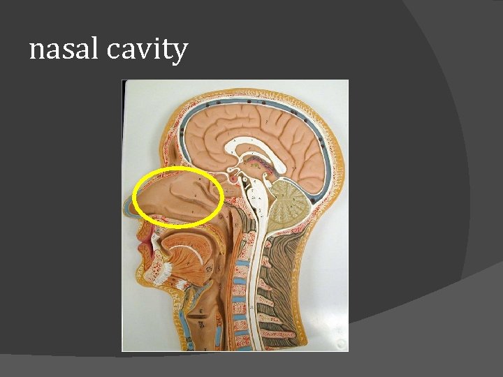 nasal cavity 