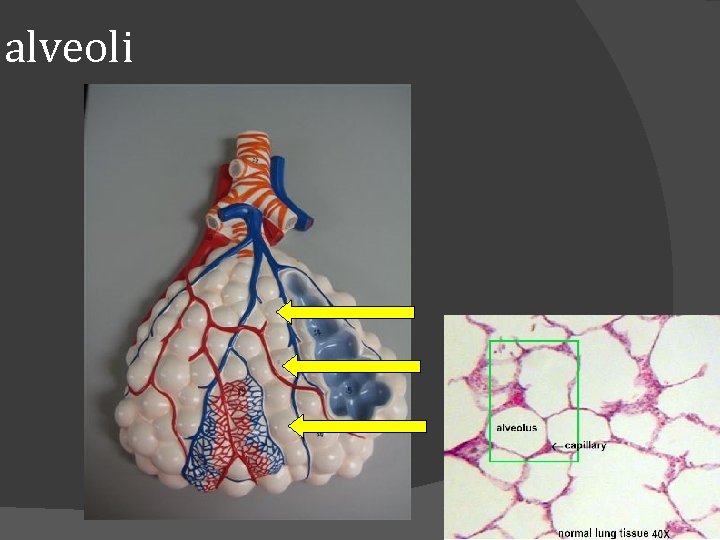 alveoli 