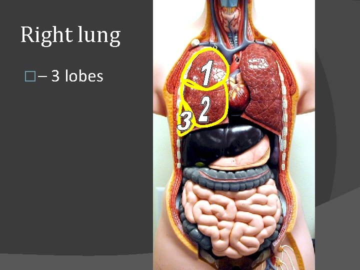 Right lung �– 3 lobes 