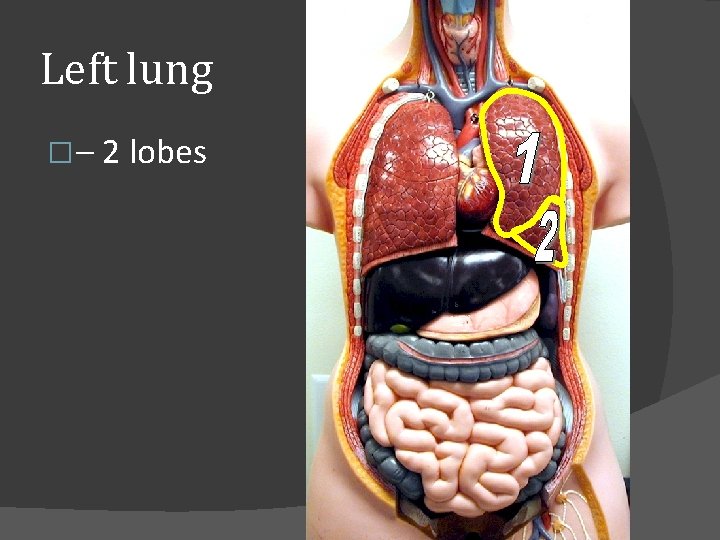 Left lung �– 2 lobes 