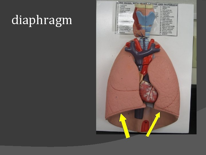 diaphragm 