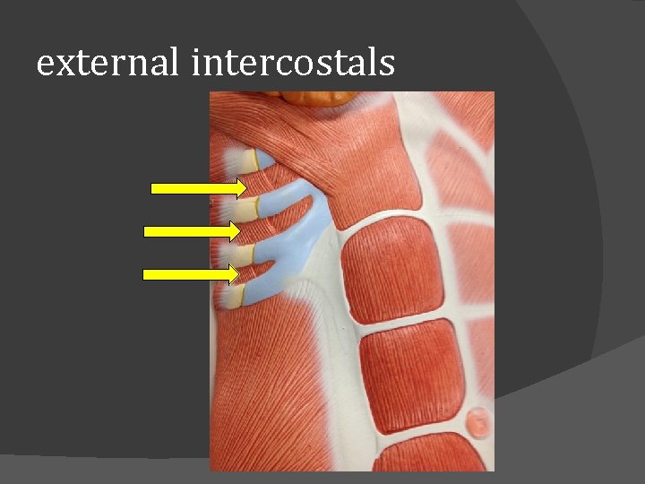 external intercostals 