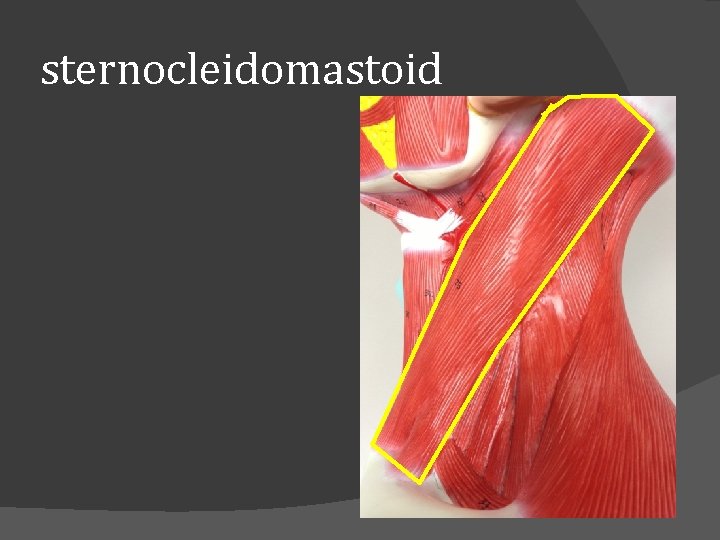 sternocleidomastoid 