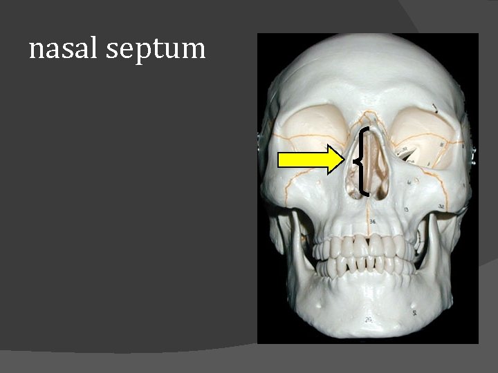 nasal septum 