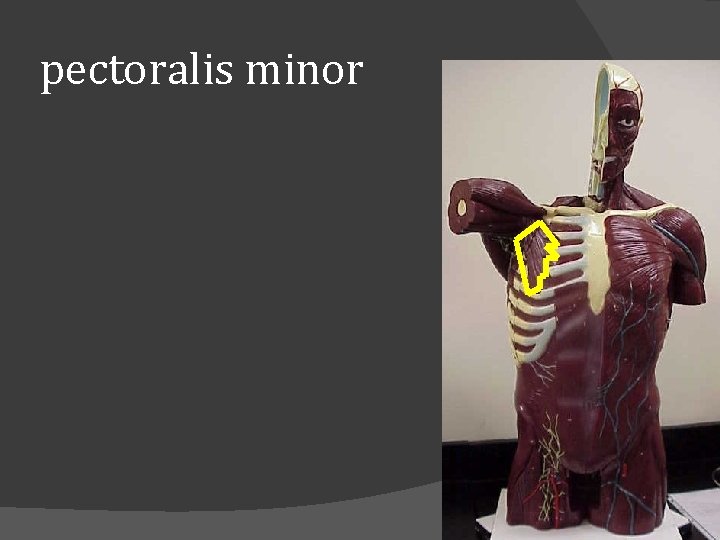 pectoralis minor 