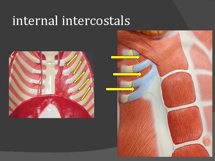 internal intercostals 