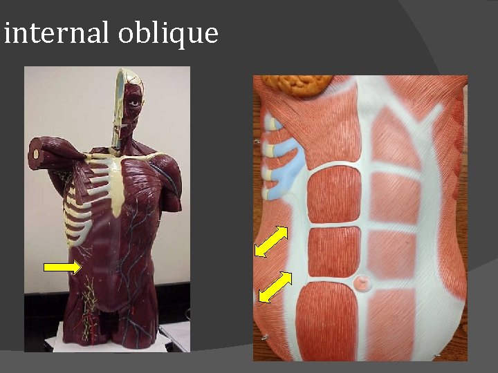 internal oblique 
