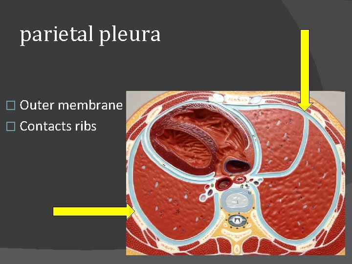 parietal pleura � Outer membrane � Contacts ribs 