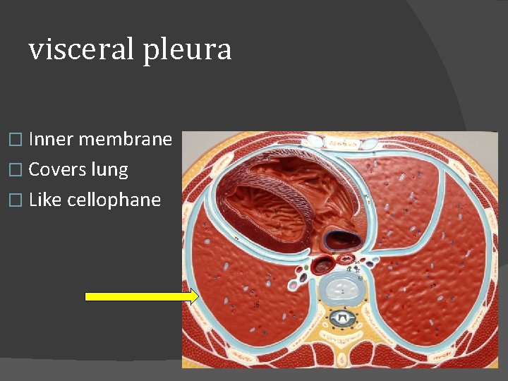 visceral pleura � Inner membrane � Covers lung � Like cellophane 