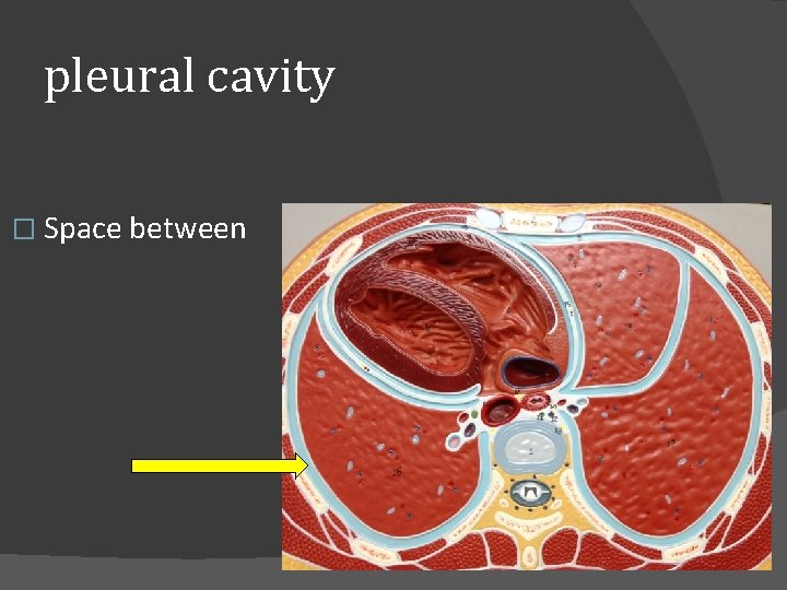 pleural cavity � Space between 