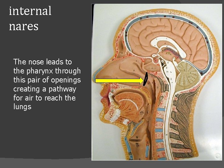 internal nares The nose leads to the pharynx through this pair of openings creating