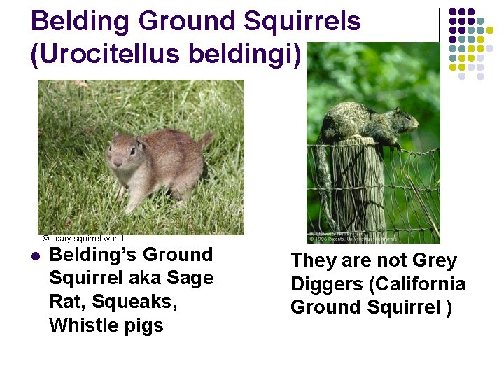 Belding Ground Squirrels (Urocitellus beldingi) © scary squirrel world l Belding’s Ground Squirrel aka