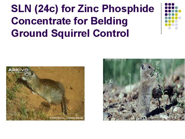 SLN (24 c) for Zinc Phosphide Concentrate for Belding Ground Squirrel Control 