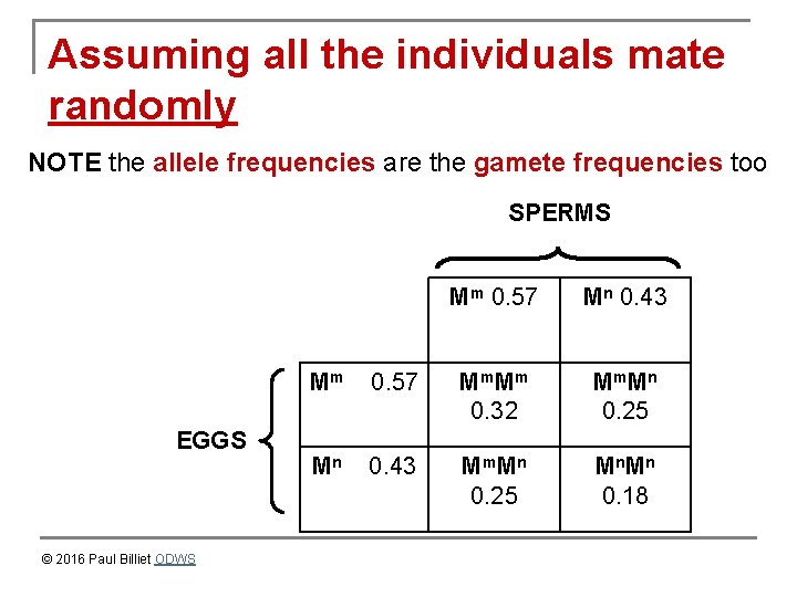 Assuming all the individuals mate randomly NOTE the allele frequencies are the gamete frequencies
