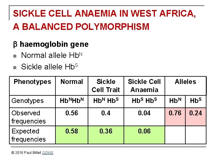 SICKLE CELL ANAEMIA IN WEST AFRICA, A BALANCED POLYMORPHISM haemoglobin gene n Normal allele