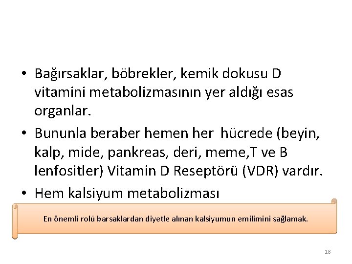 • Bağırsaklar, böbrekler, kemik dokusu D vitamini metabolizmasının yer aldığı esas organlar. • • Bağırsaklar, böbrekler, kemik dokusu D vitamini metabolizmasının yer aldığı esas organlar. •