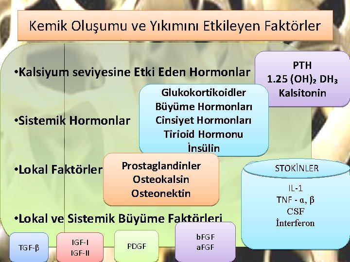 Kemik Oluşumu ve Yıkımını Etkileyen Faktörler • Kalsiyum seviyesine Etki Eden Hormonlar Glukokortikoidler Büyüme