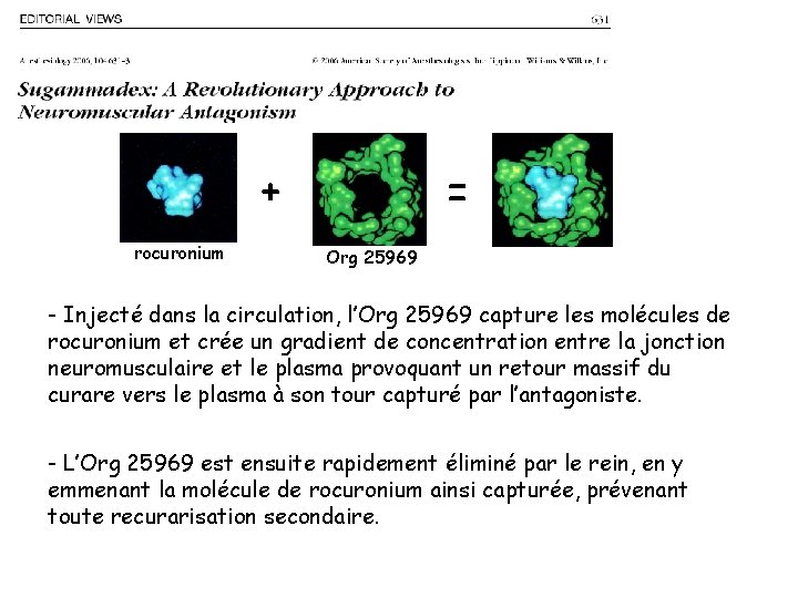 + rocuronium = Org 25969 - Injecté dans la circulation, l’Org 25969 capture les