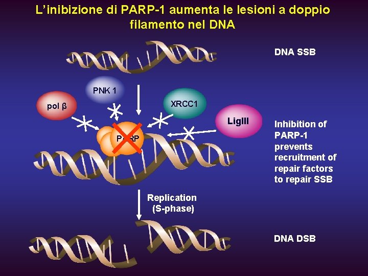 L’inibizione di PARP-1 aumenta le lesioni a doppio filamento nel DNA SSB PNK 1