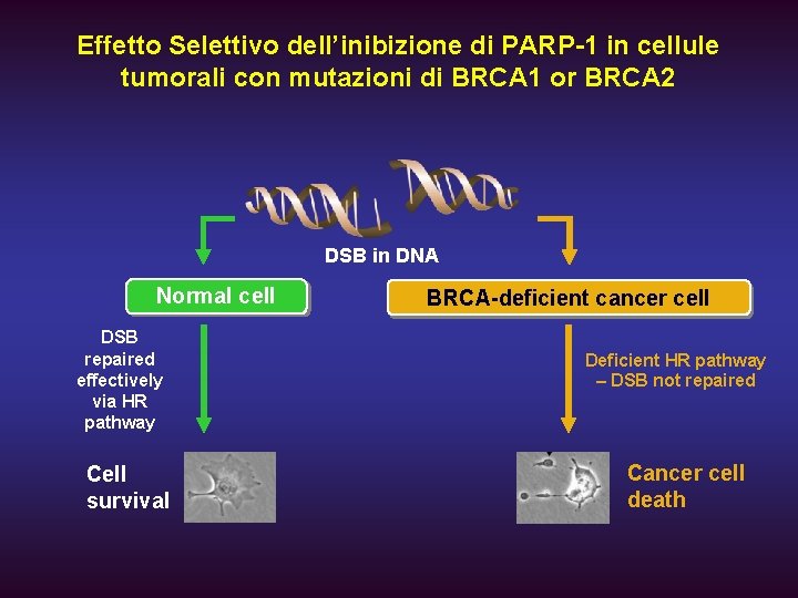 Effetto Selettivo dell’inibizione di PARP-1 in cellule tumorali con mutazioni di BRCA 1 or