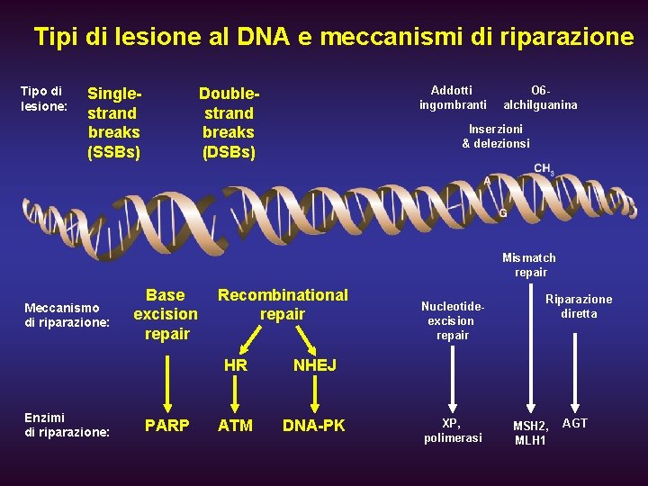 Tipi di lesione al DNA e meccanismi di riparazione Tipo di lesione: Singlestrand breaks