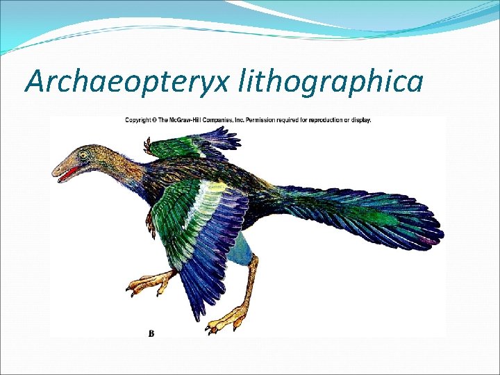 Archaeopteryx lithographica 