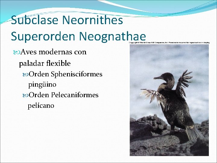 Subclase Neornithes Superorden Neognathae Aves modernas con paladar flexible Orden Sphenisciformes pingüino Orden Pelecaniformes