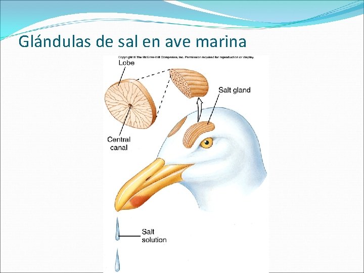 Glándulas de sal en ave marina 