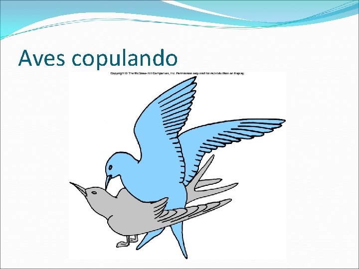 Aves copulando 