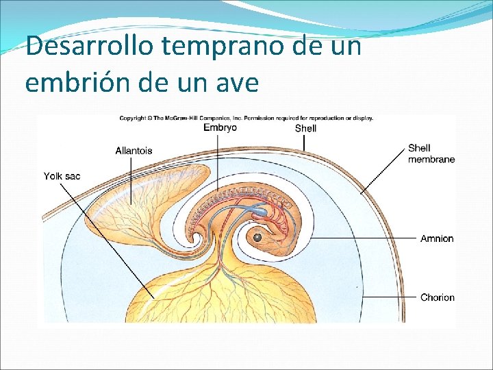 Desarrollo temprano de un embrión de un ave 