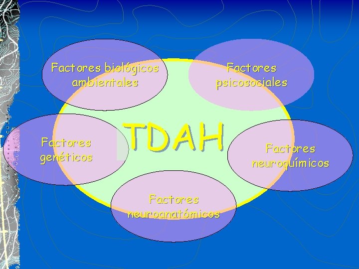 Factores biológicos ambientales Factores genéticos Factores psicosociales TDAH Factores neuroanatómicos Factores neuroquímicos 